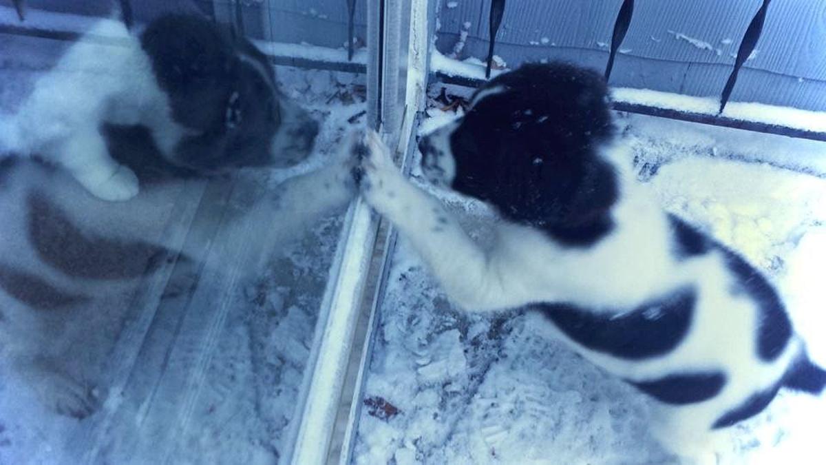Keeping Animals Safe Spca Drop In Provides Help For Pet Owners Latest Headlines Martinsvillebulletin Com Nowadays some people have two or even more pets, while others say that it. martinsville bulletin