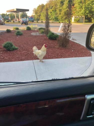 They're clucking about the fresh chicken(s) at the Bojangles' in Ridgeway.