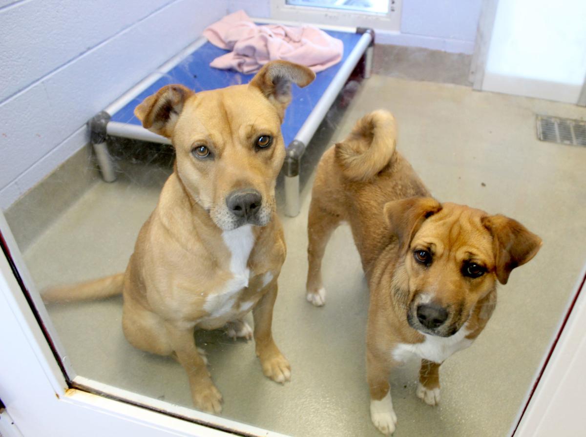 SPCA in Martinsville asks for public's help finding temporary or