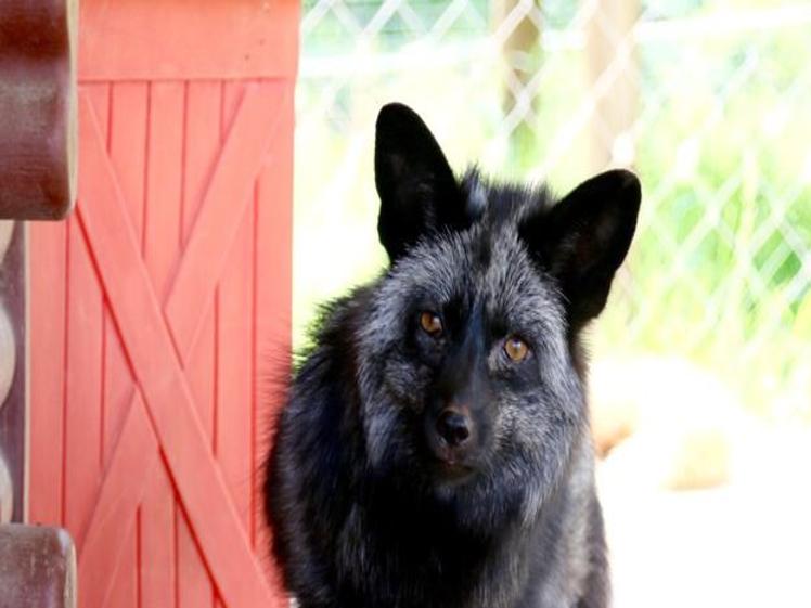Changes Coming State Ban Could End Practice Of Domesticating Foxes Latest Headlines Martinsvillebulletin Com
