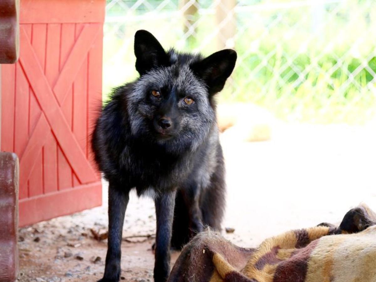 Changes Coming State Ban Could End Practice Of Domesticating Foxes Latest Headlines Martinsvillebulletin Com