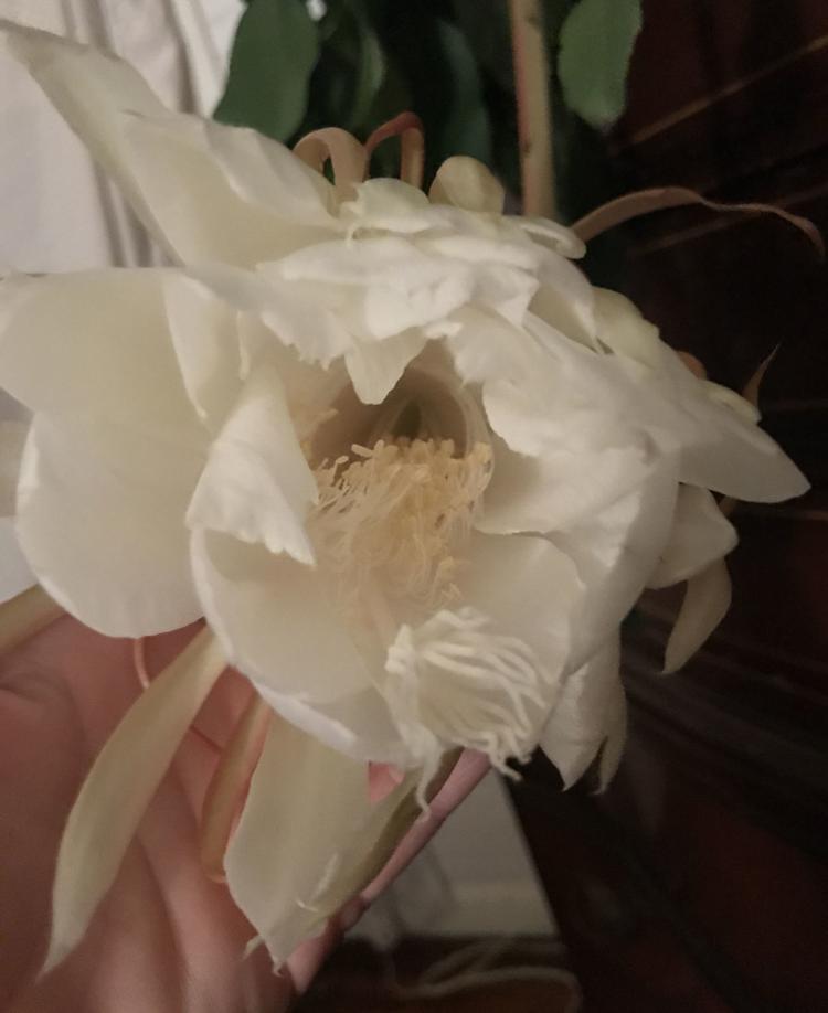 Christ in a manger plant abloom in Martinsville