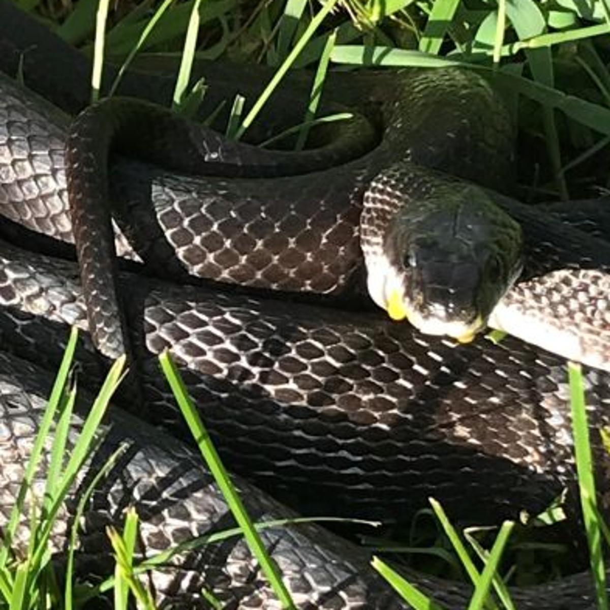Those Snakes You See In Southern Virginia May Scare You But Only A Couple Of Them Could Harm You Local News Martinsvillebulletin Com Those Snakes You See In Southern Virginia May Scare You But Only A Couple Of Them Could Harm You Local News Martinsvillebulletin Com