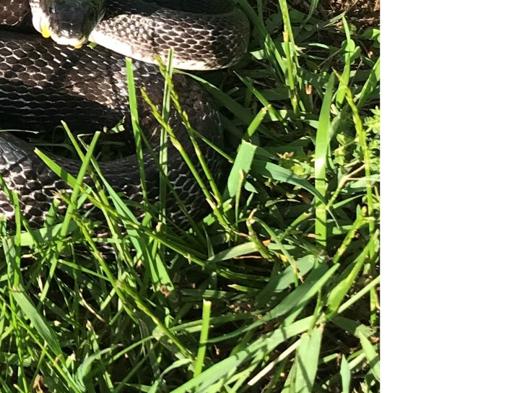 Those Snakes You See In Southern Virginia May Scare You But Only A Couple Of Them Could Harm You Local News Martinsvillebulletin Com