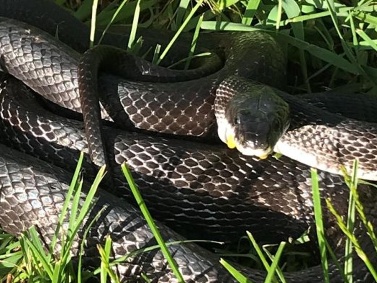 Those Snakes You See In Southern Virginia May Scare You But Only A Couple Of Them Could Harm You Local News Martinsvillebulletin Com