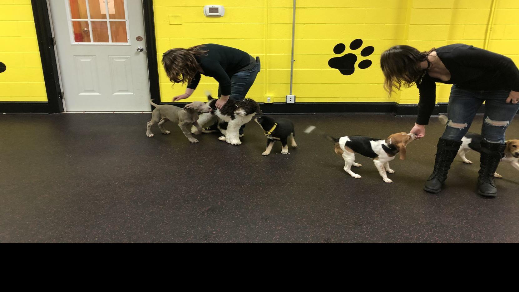 Doggie Day Cares Come To Henry County Features Martinsvillebulletin Com