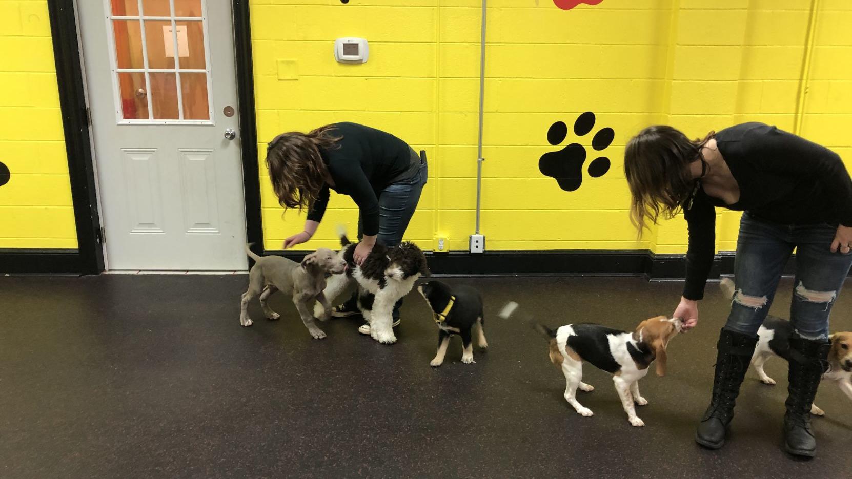 Doggie Day Cares Come To Henry County Features Martinsvillebulletin Com