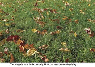 Techniques to revitalize a lawn after a long winter