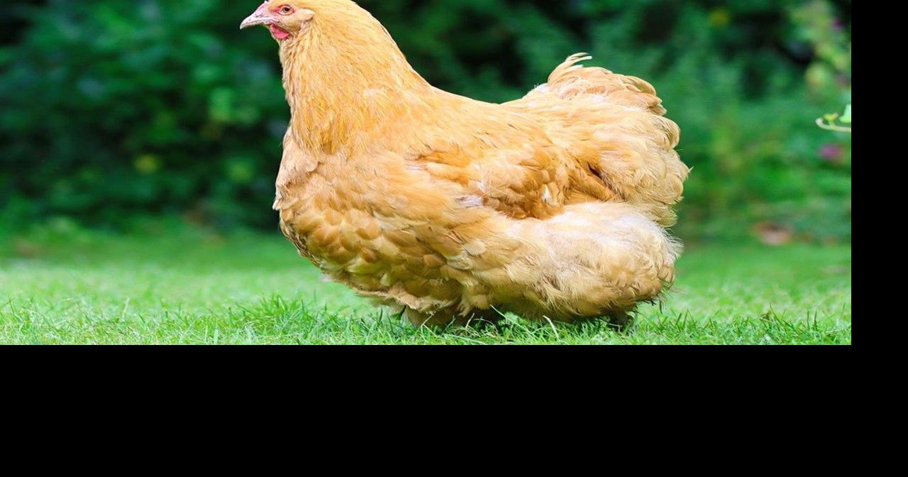 Backyard chicken bill passes Kentucky House of Representatives