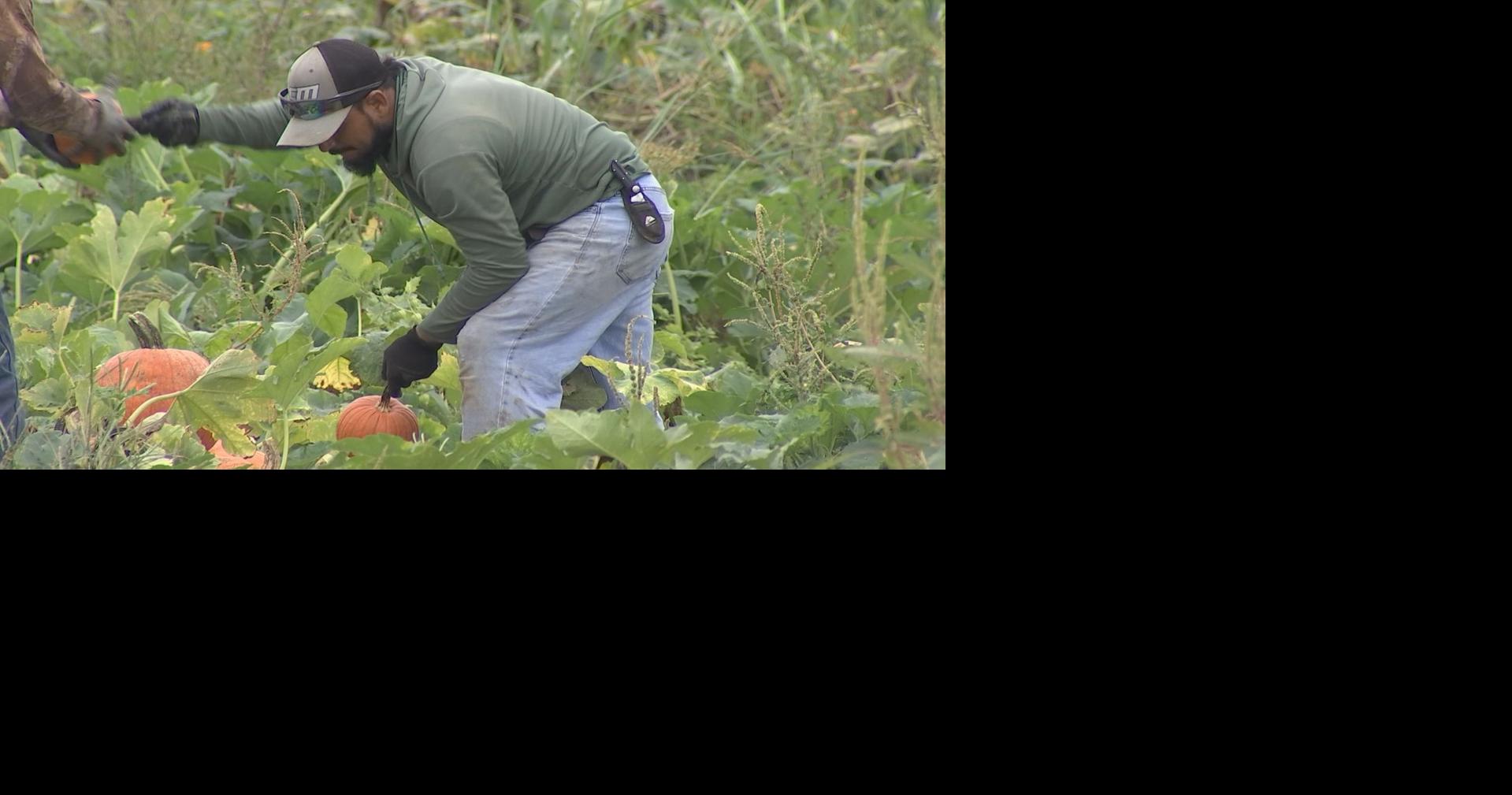 Pumpkin season back on track following temperature drop | News ...