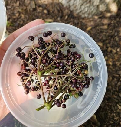 From Backyard Fruit to Breakthrough Findings: Extension Master Gardener Volunteers Advance Invasive Pest Research