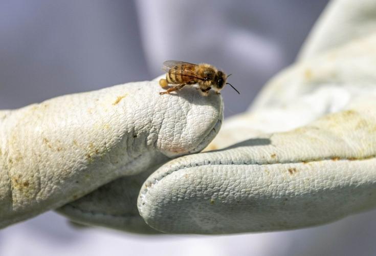 Honey Bees