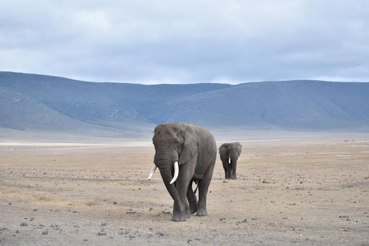 Towering elephants roam the floor of Tanzania’ s Ngorongoro Crater, the world’ s largest intact volcanic caldera.
