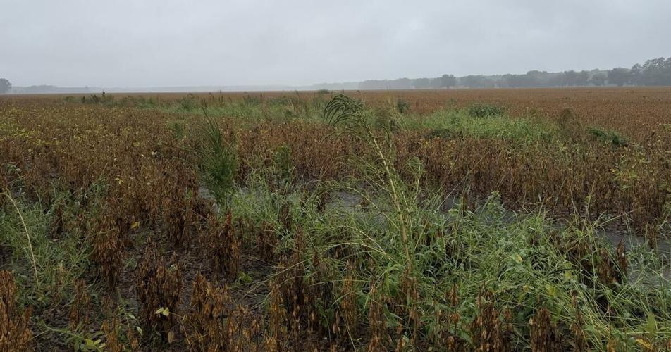 Don’t let resistant weeds hitch a ride between fields.