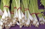 Bunching onions