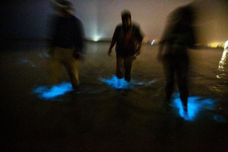 Bioluminescence Florida Calendar 2023 Blue-Glowing Water Is A Tourist Attraction In Florida. The Spring-To-Fall  Phenomenon Has Returned. | State And Regional News | Mcdowellnews.com