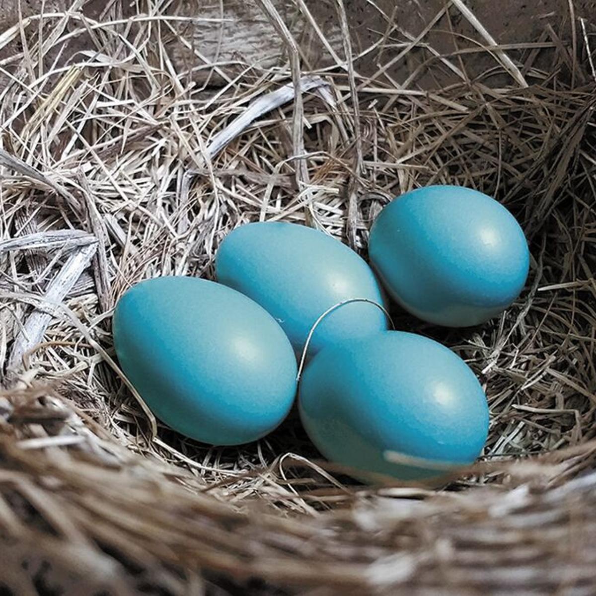 For The Birds Some Egg Ceptional Facts For Easter Local News Mcdowellnews Com For The Birds Some Egg Ceptional Facts For Easter Local News Mcdowellnews Com