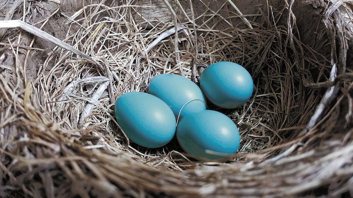 For The Birds Some Egg Ceptional Facts For Easter Local News Mcdowellnews Com For The Birds Some Egg Ceptional Facts For Easter Local News Mcdowellnews Com