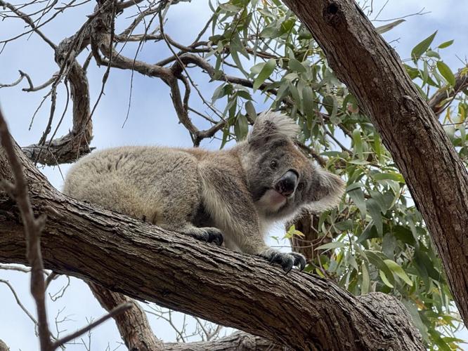 See koalas in their natural habitat on a tour with Australian Coastal Safaris in Eyre Peninsula.