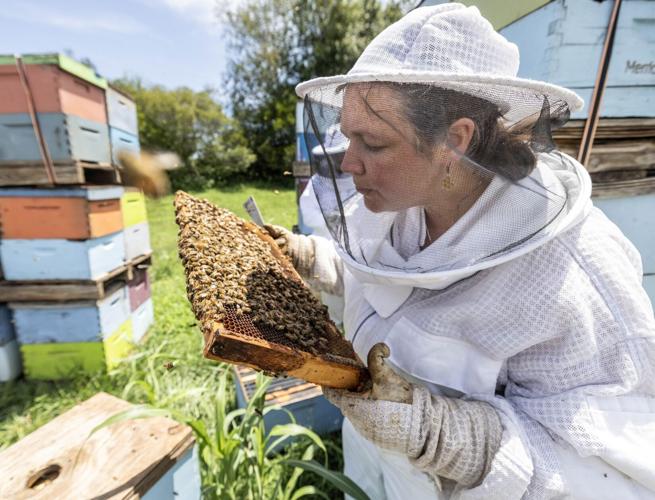 Honey Bees