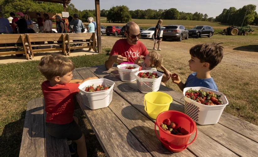 Jones Strawberry Farm