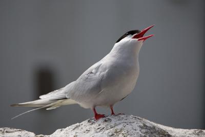 Arctic Tern.jpg