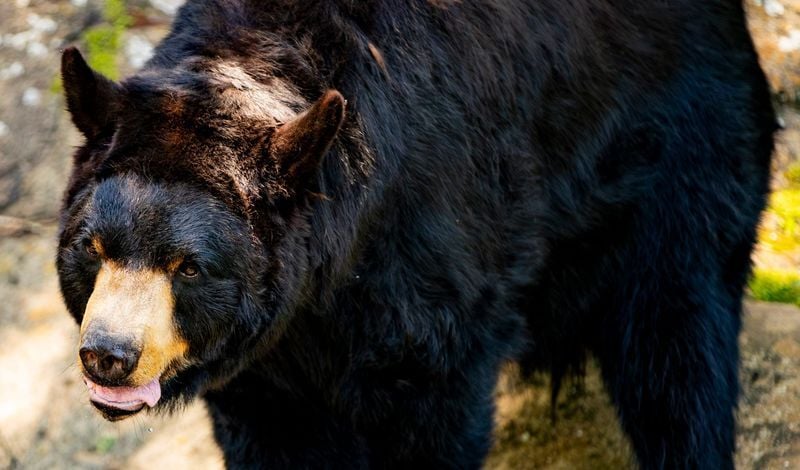 Uno, a black bear, walks through its habitat at the Western North Carolina Nature Center on July 2, 2026.