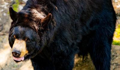 Uno, a black bear, walks through its habitat at the Western North Carolina Nature Center on July 2, 2026.