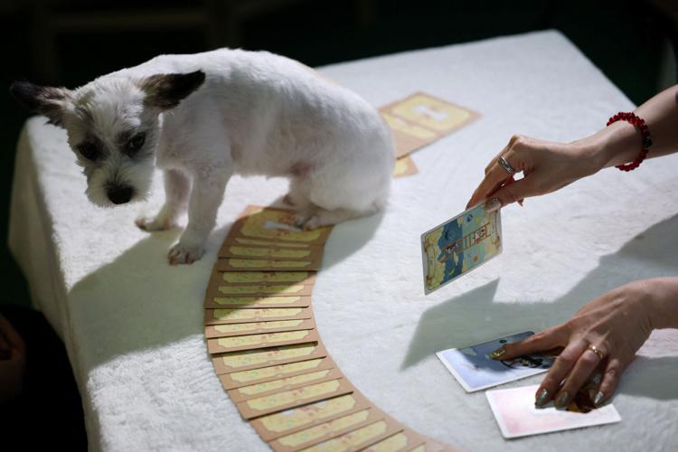 South Korea's pet owners turn to tarot to decode their animals' feelings