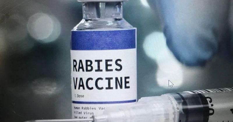 Baby goats had rabies at Iredell petting zoo that visited Hickory, multiple NC counties