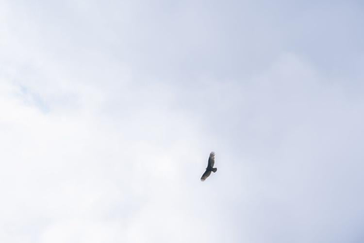 GMSF_Hawk Watch_Flight_Photo
