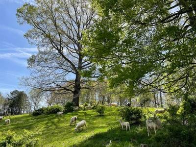 2023 Local Food Guide for Appalachian region hits newsstands (copy)