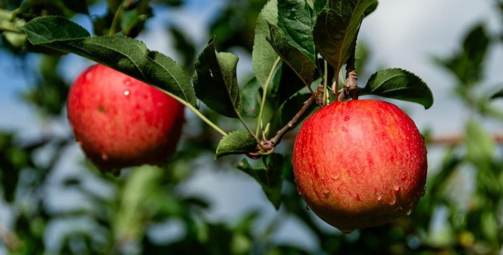 WNC Orchard Insect Pest Update - August 6, 2026
