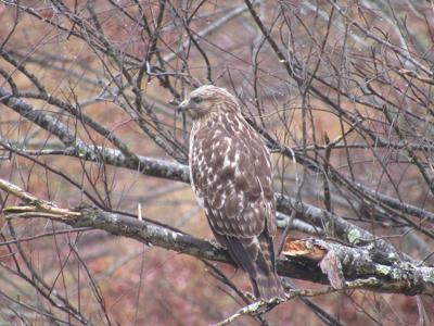 19 birds Red-shoulderHawk.jpg
