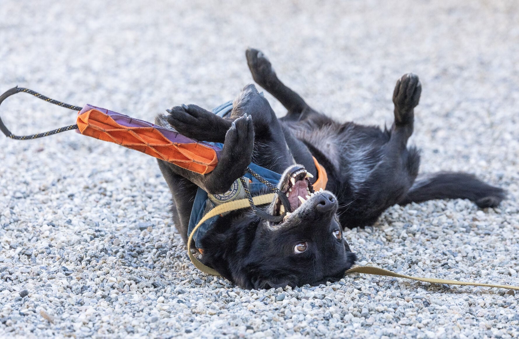 US-NEWS-ENV-CALIF-POOP-HUNTING-DOGS-FILEPIC-5-LA