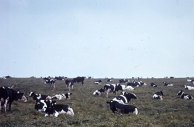 New museum exhibit explores history of dairy farming