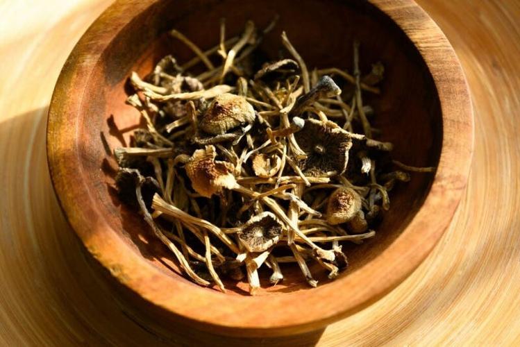 Psilocybin mushrooms hold promise for some suffering from PTSD or severe depression. Senate Bill 1018 would establish a Breakthrough Therapies research fund and appropriate $5.4 million to study similar psychedelic medicines.