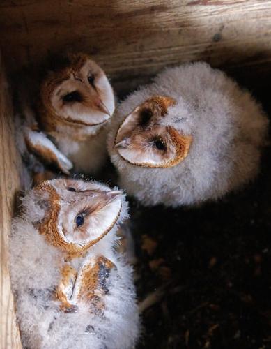 ncwrc-2026-06-02-barn-owl-banding-