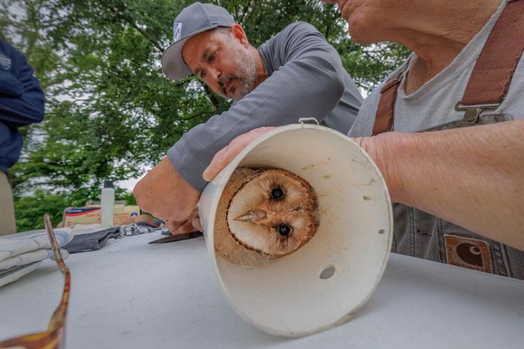 ncwrc-2026-06-02-barn-owl-banding-