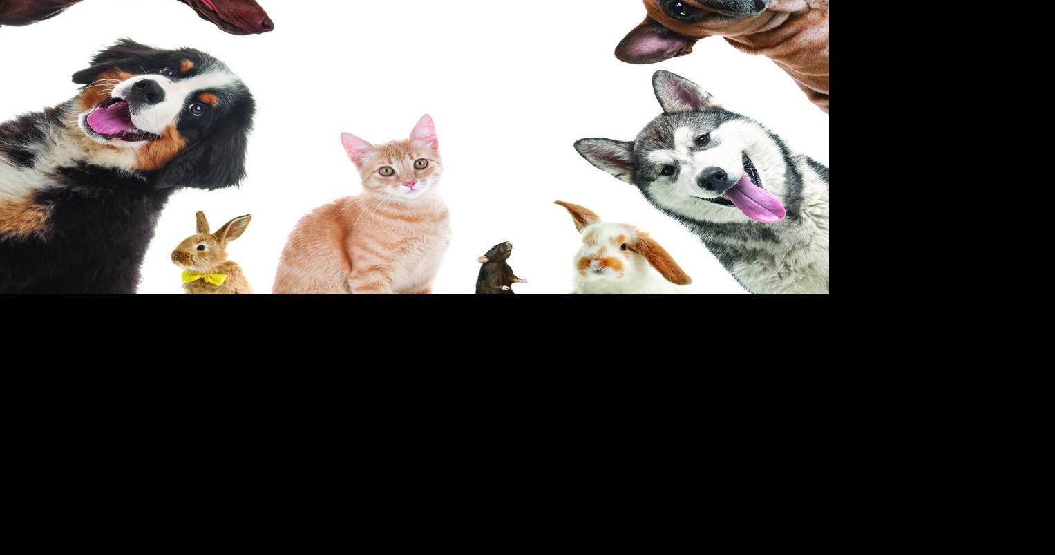 Can you be arrested for denying your pet vet care? Here’s what NC law says