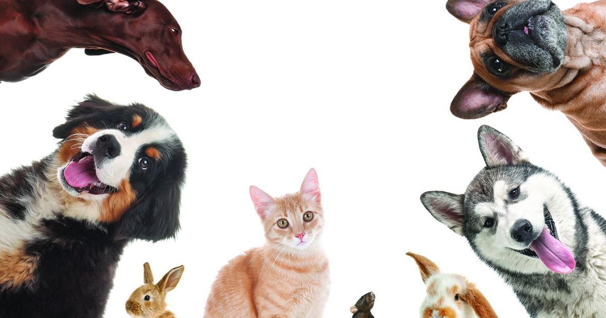 Can you be arrested for denying your pet vet care? Here’s what NC law says