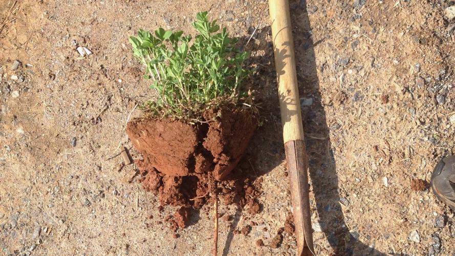 North Carolina continues winning streak at Southeastern Hay Contest
