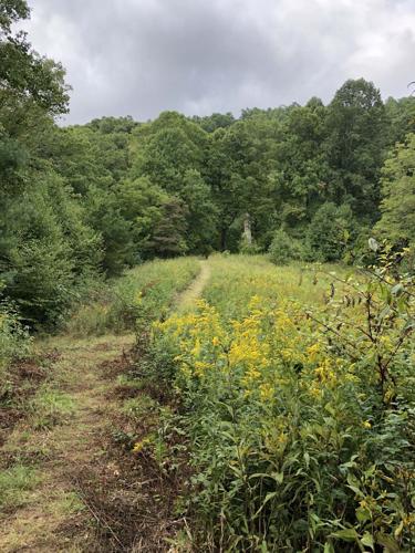 WNC Afield: You'll like this hike. Trust me