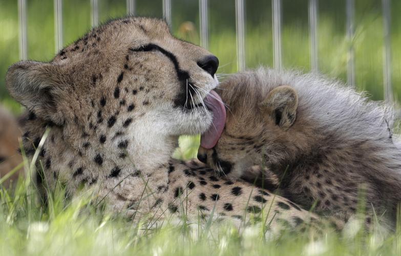APTOPIX Czech Republic Baby Cheetah Quintuplets