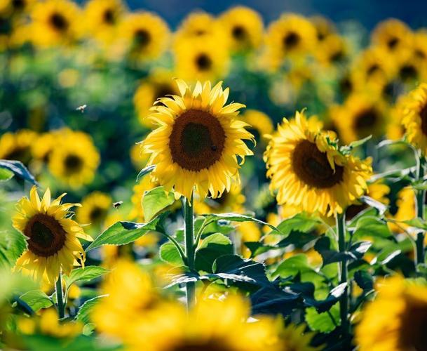 Sunflowers grow on the Biltmore Estate in Asheville, Sept. 17, 2025.