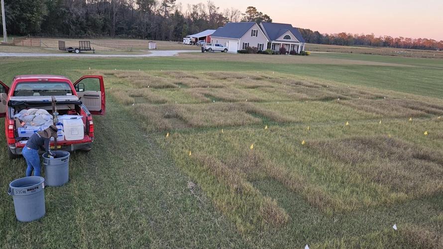 Stockpiled Bermudagrass for Grazing Livestock
