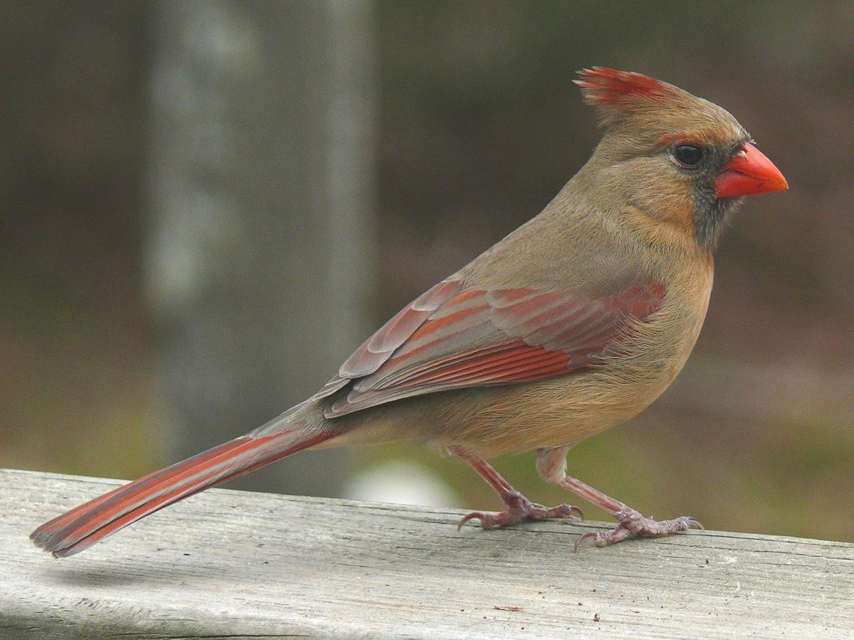 For The Birds Cardinals Make The Winter Season Brighter Mmn