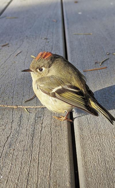 16 birds ruby-crowned-kinglet-gfc73d6766_1920.jpg