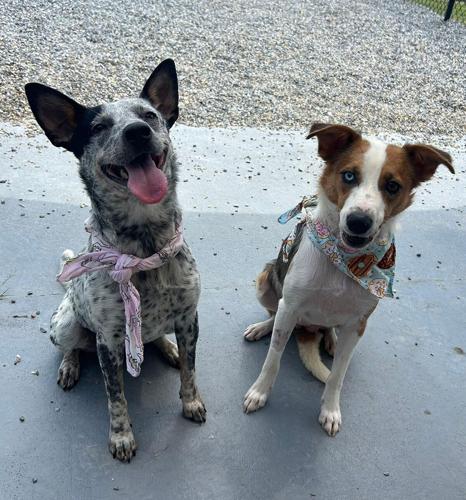 Animal abuse case 2.jpg