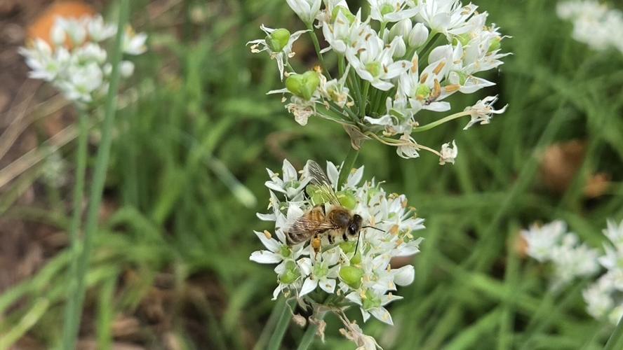 What Should I be doing in the Apiary this month? September